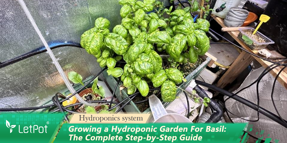Growing a Hydroponic Garden For Basil: The Complete Step-by-Step Guide