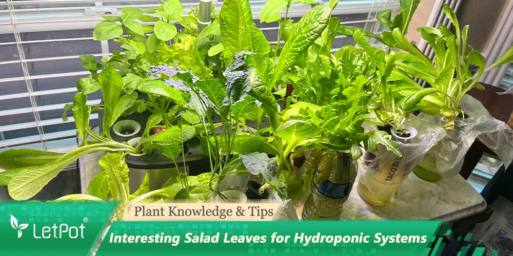 Various salad greens growing indoors in a hydroponic system near a window.