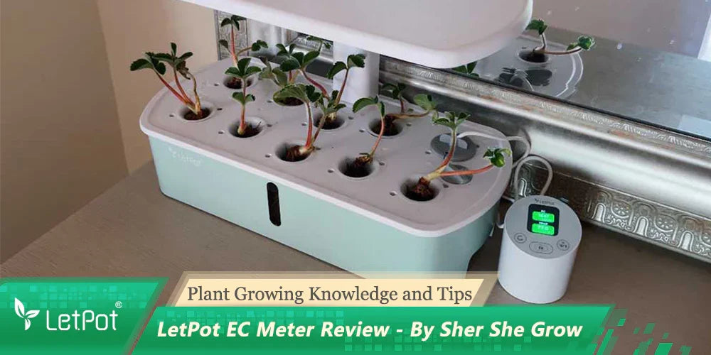 Indoor hydroponic garden with seedlings and digital EC meter on a table