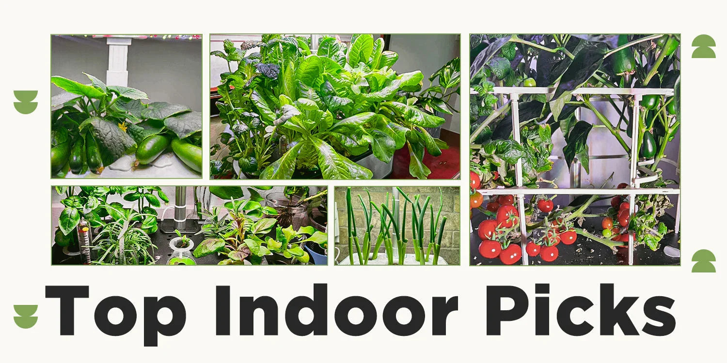 Collage of thriving indoor plants including leafy greens, tomatoes, peppers, and herbs, ideal for indoor gardening.