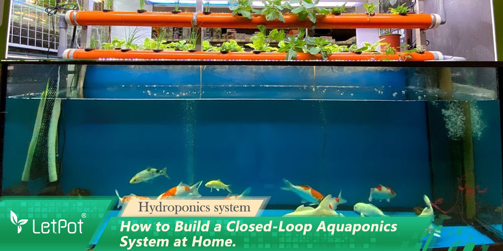 How to Build a Closed-Loop Aquaponics System at Home