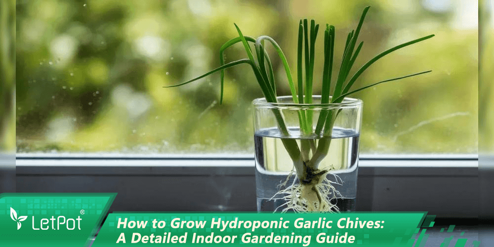 How to Grow Hydroponic Garlic Chives: A Detailed Indoor Gardening Guide