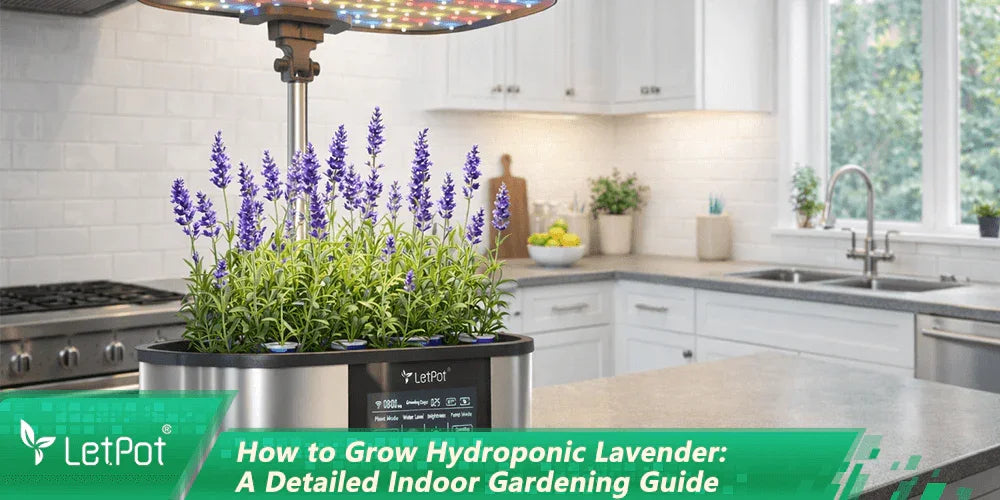 Hydroponic lavender growing in a smart indoor planter with LED lights in a modern kitchen