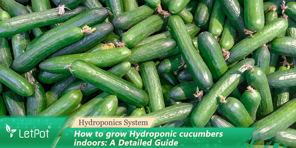 Fresh hydroponic cucumbers indoors, detailed indoor gardening and hydroponics guide visual