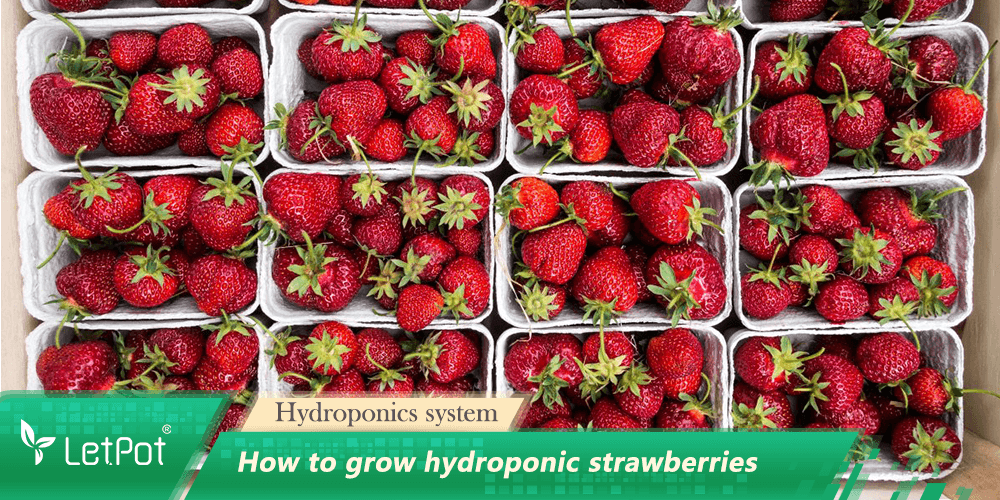 Fresh hydroponic strawberries in containers, indoor gardening harvest example