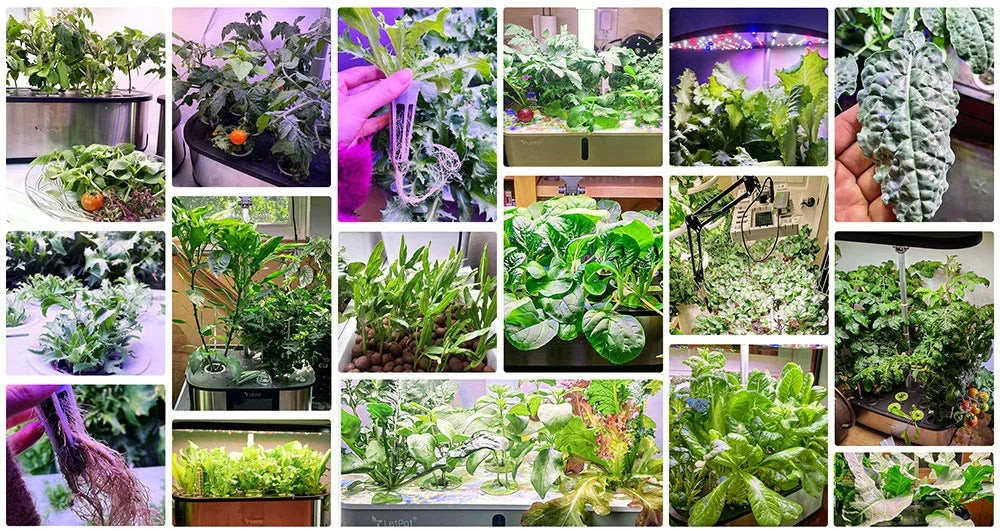 Collage of lush indoor hydroponic gardens with green leafy vegetables and LED grow lights