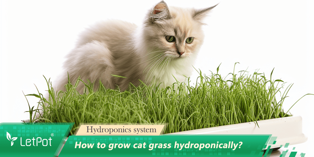 Cat sitting beside lush hydroponic cat grass in an indoor gardening system tray.