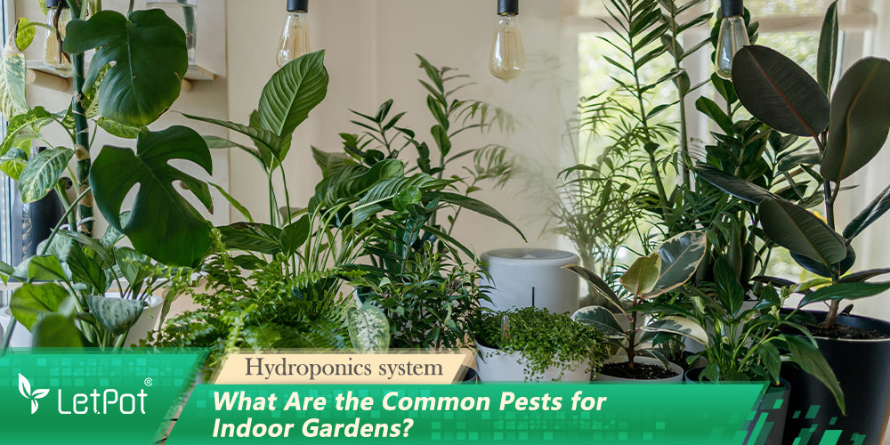 What Are the Common Pests for Indoor Gardens?