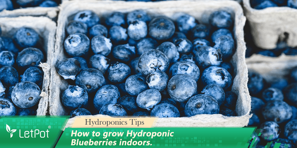 Fresh hydroponic blueberries in eco-friendly baskets for indoor gardening tips
