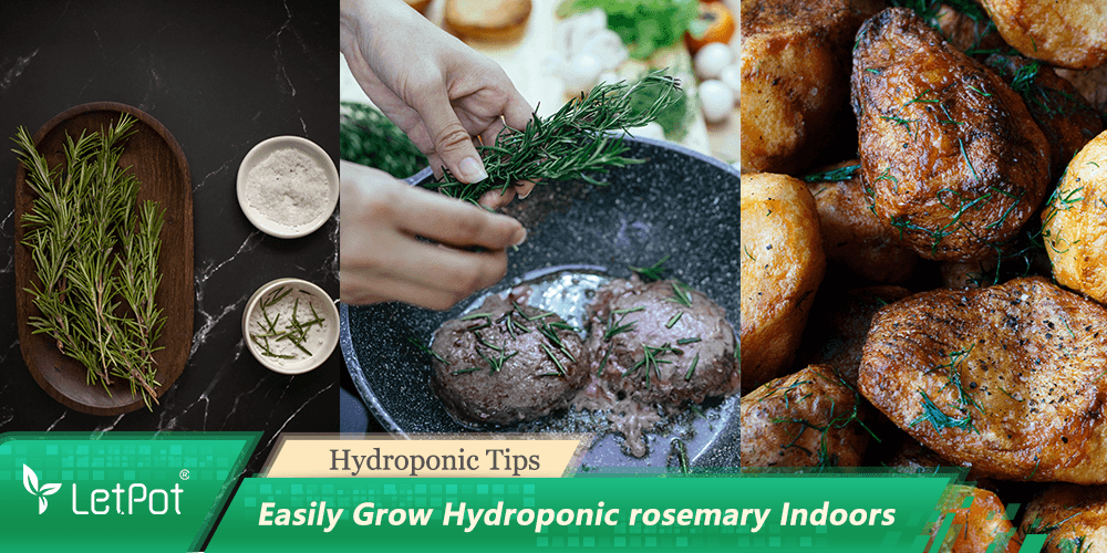 Fresh rosemary herbs shown on a cutting board, seasoning steak and roasted potatoes, with hydroponic gardening tips.