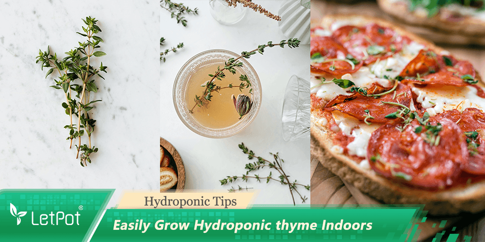 Fresh hydroponic thyme on marble, thyme in tea, and thyme sprinkled on pizza indoors