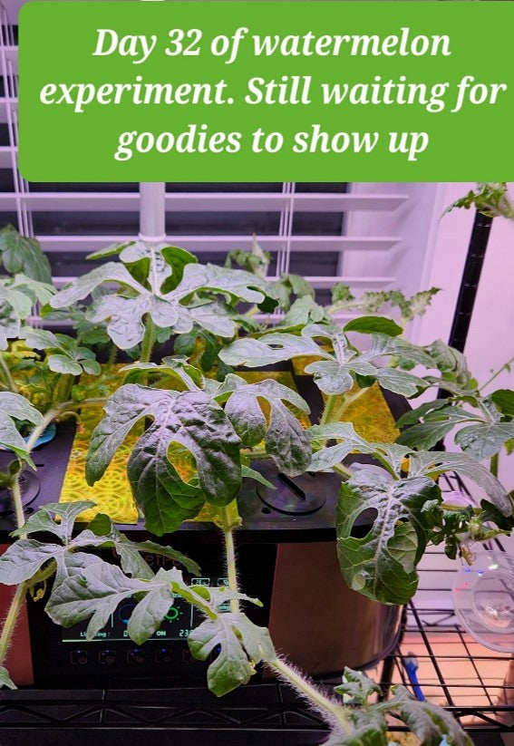 LetPot Max hydroponics