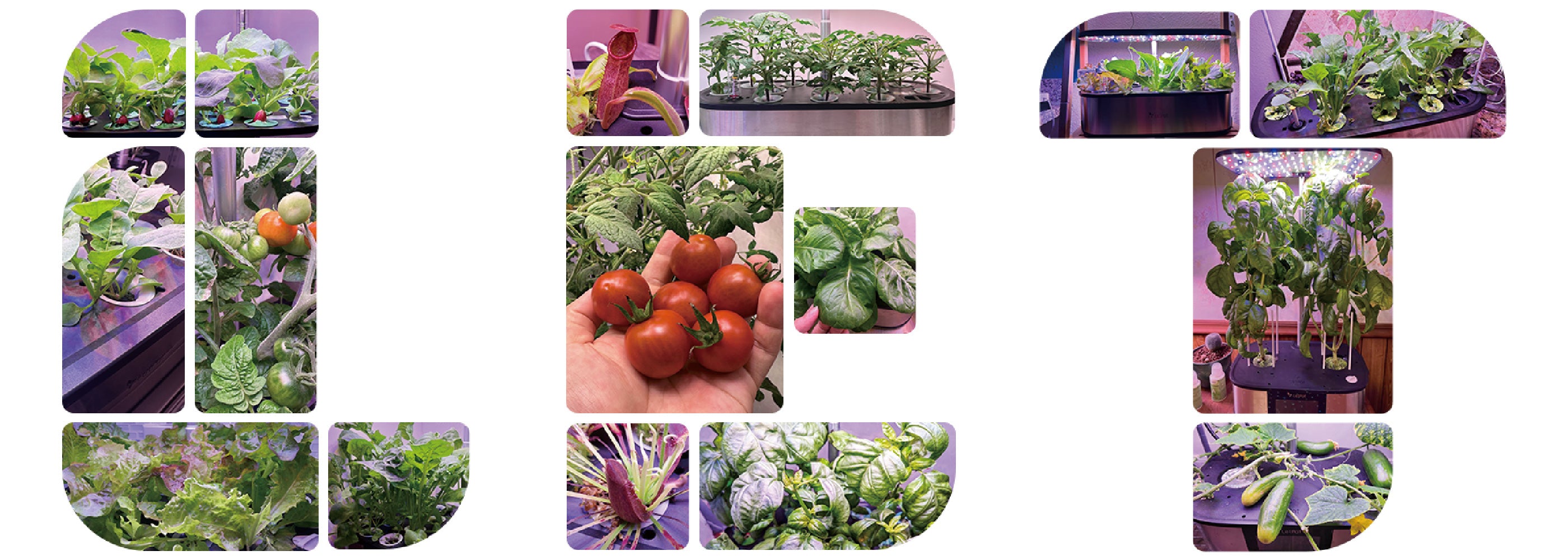LetPot Smart Hydroponics Garden