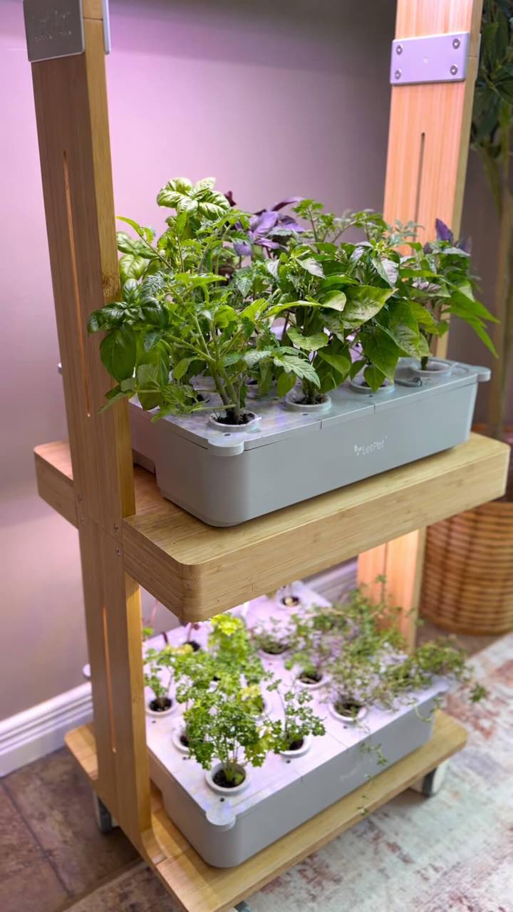 Herbs and greens growing at home in LetPot LPH-Home