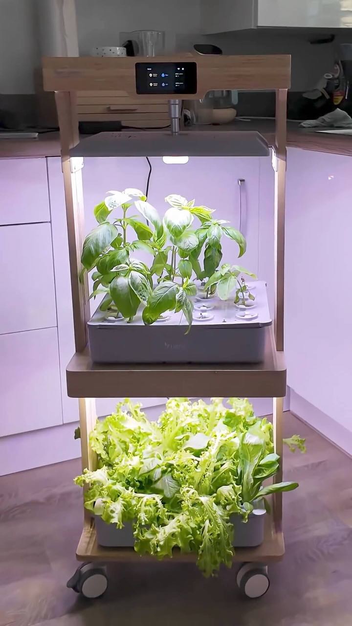 LetPot LPH-Home growing basil and lettuce in a kitchen