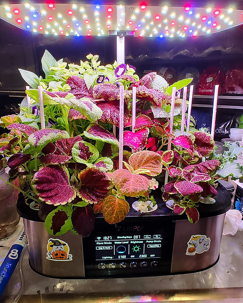 hydroponic herbs