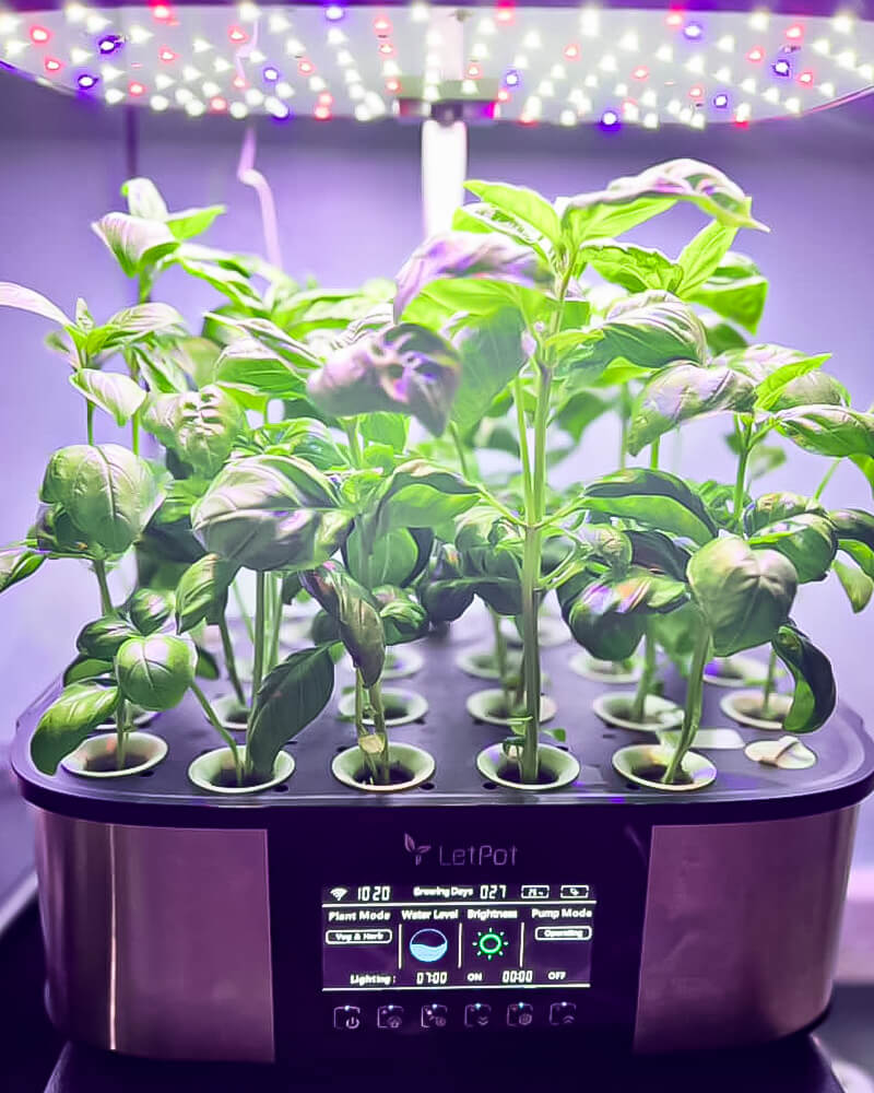 hydroponic herbs