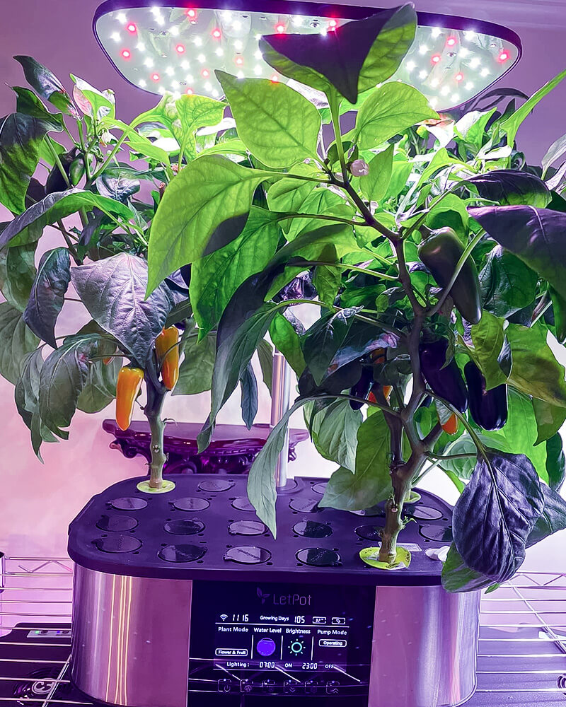 hydroponic peppers