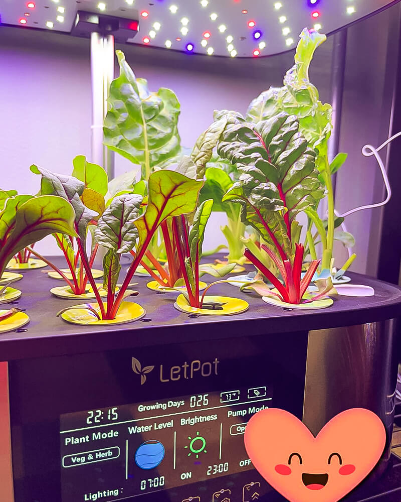 hydroponic fruits
