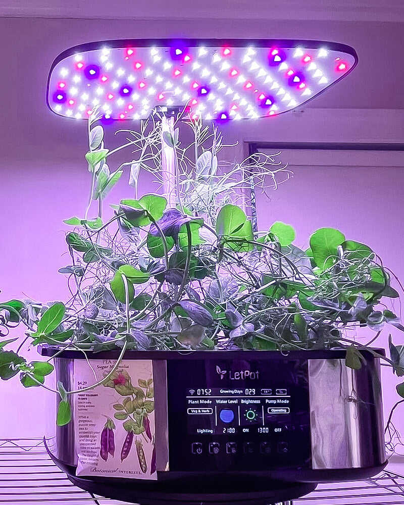hydroponic fruits