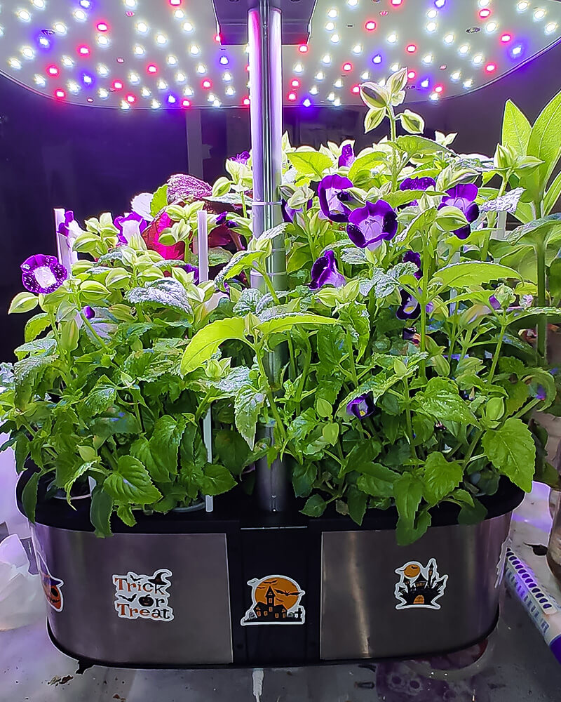 hydroponic flower