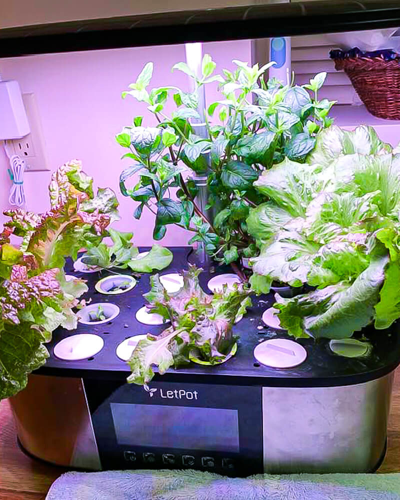 hydroponic herbs