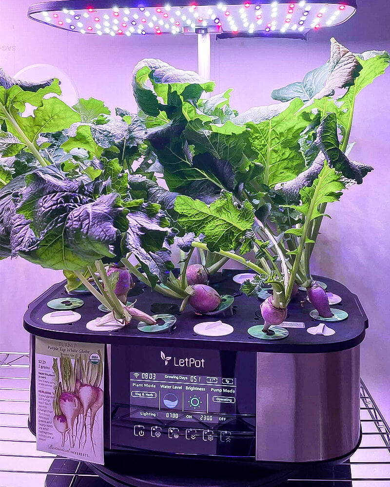 hydroponic fruits