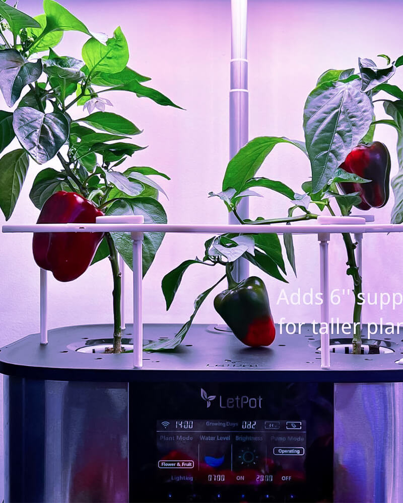 hydroponic peppers