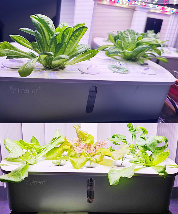 growing_basil_in_letPot_air_indoor_garden