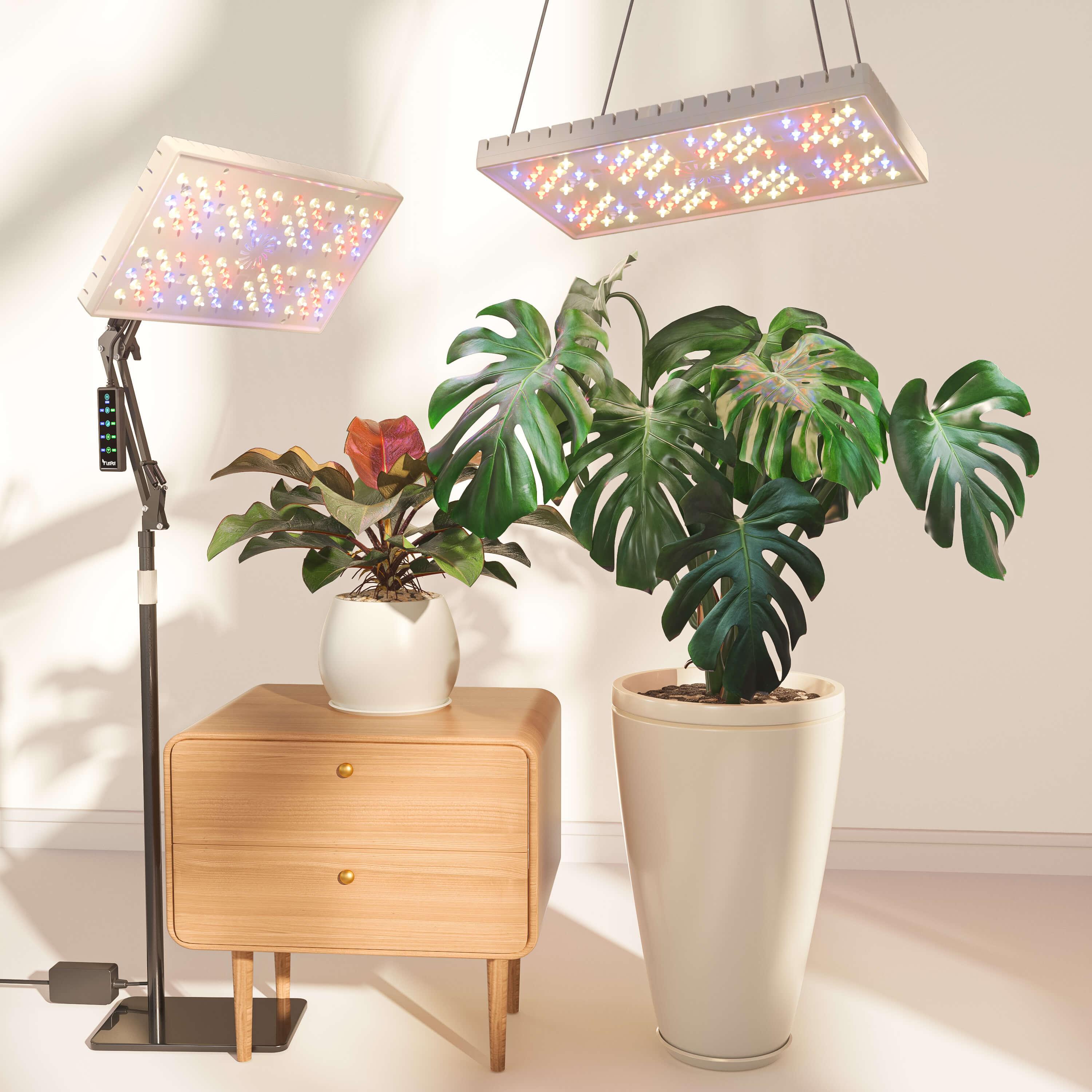 How plants use light