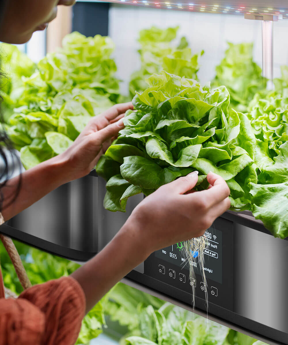 plant in hydroponics