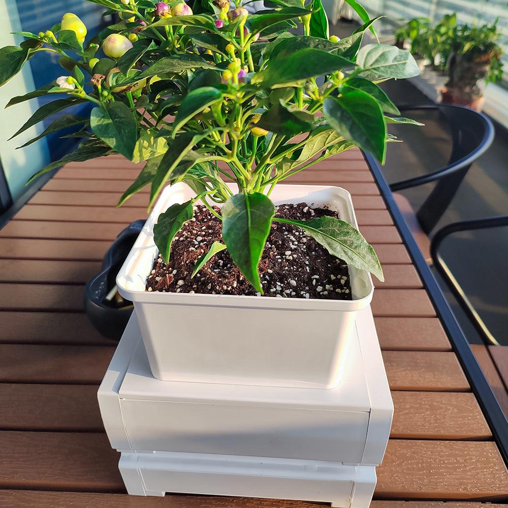 self-watering-planters