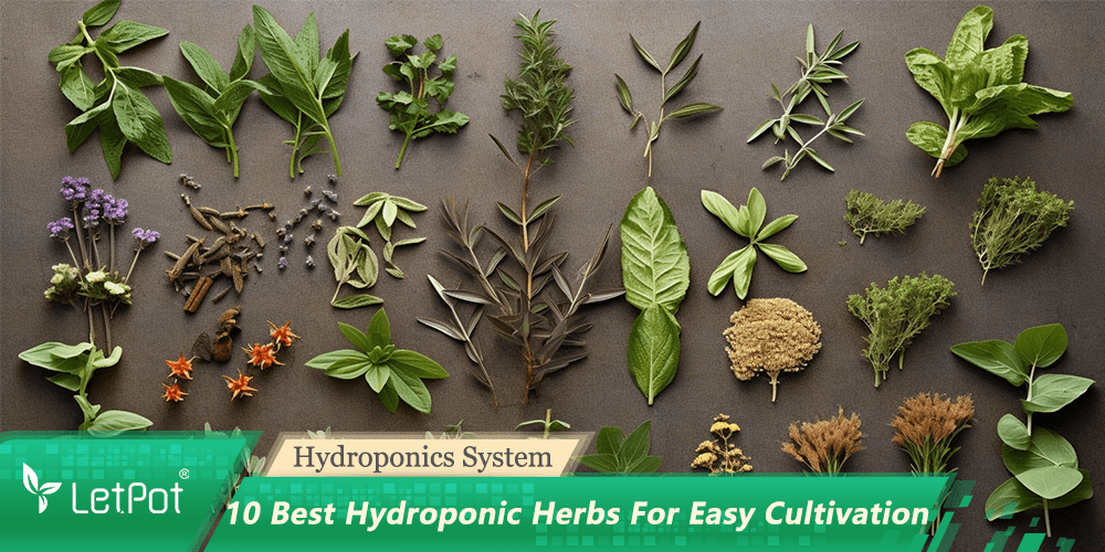 Hydroponic Herbs: A Beginner's Top 10 List - LetPot's garden