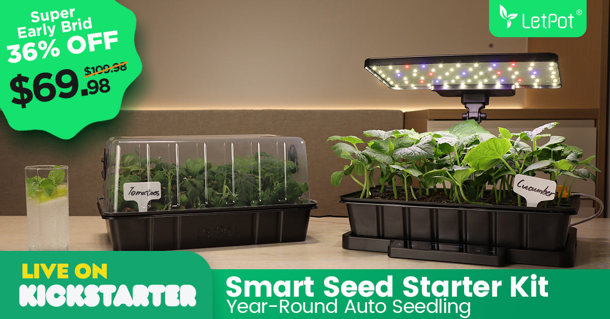 Indoor hydroponic seed starter kit with LED grow light for tomatoes and cucumbers on a counter.