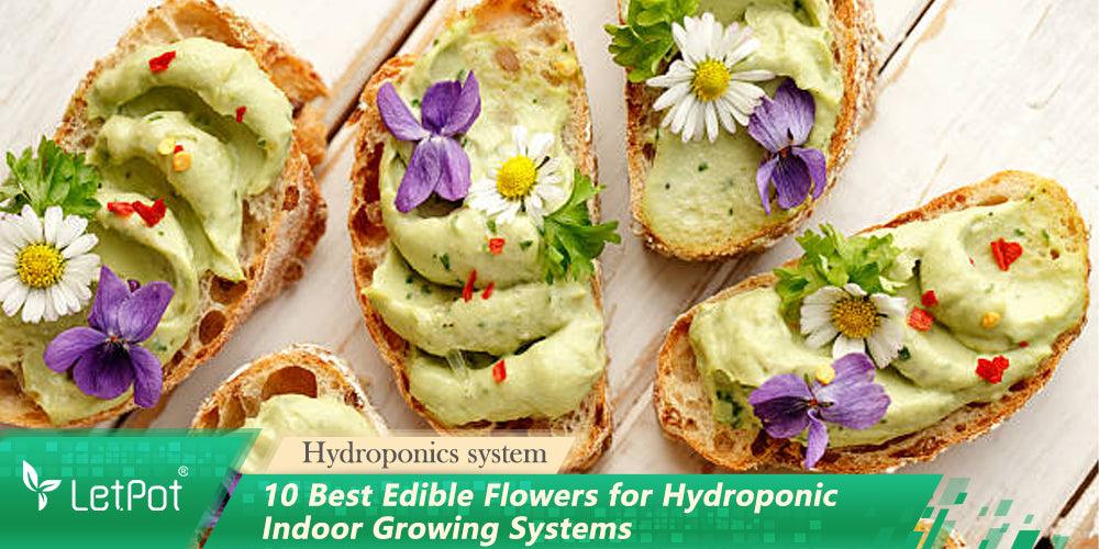 Sourdough toasts topped with green spread and colorful edible flowers, ideal for hydroponic indoor gardening.