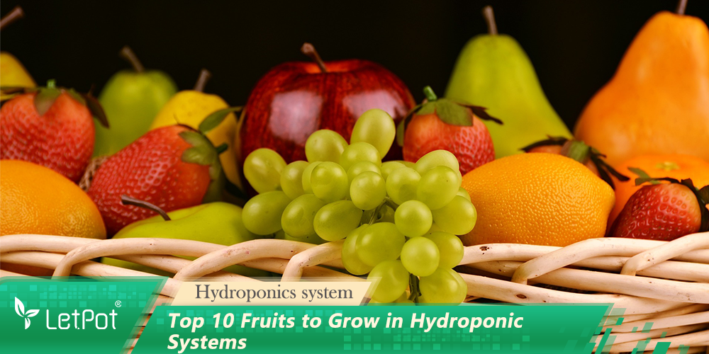 Top 10 Fruits to Grow in Hydroponic Systems