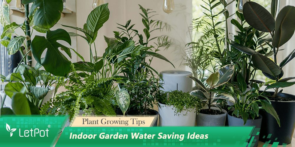 Various leafy indoor plants in pots by a window, highlighting water saving for home gardens.