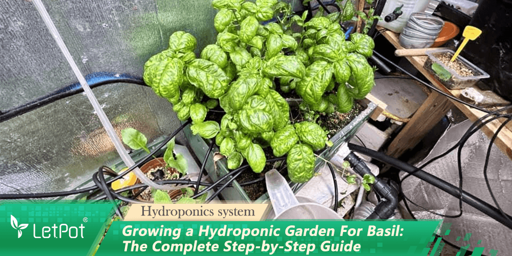 Indoor hydroponic system growing lush basil plants with smart watering setup