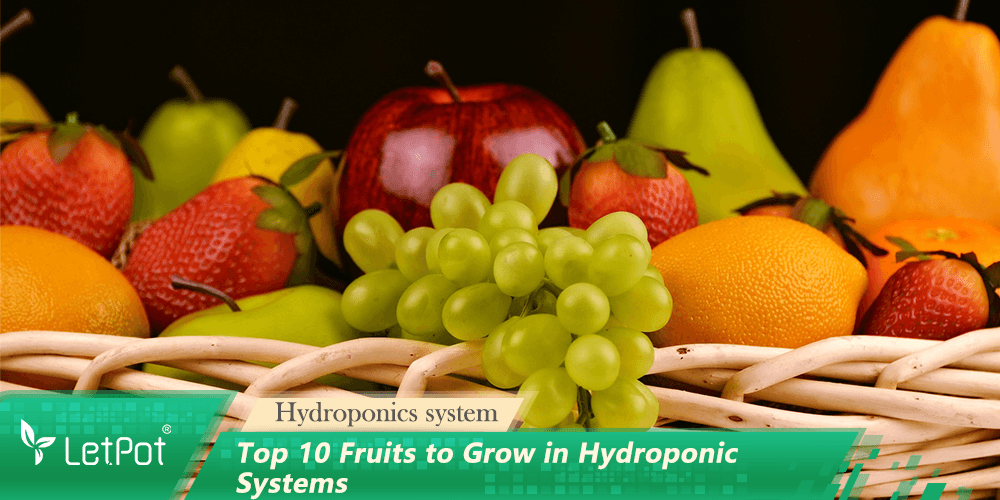 Basket of assorted fruits including grapes, apples, oranges, and strawberries promoting hydroponic gardening