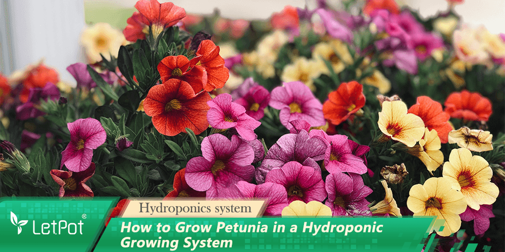 Colorful petunias blooming in a hydroponic indoor garden system, ideal for smart plant care.