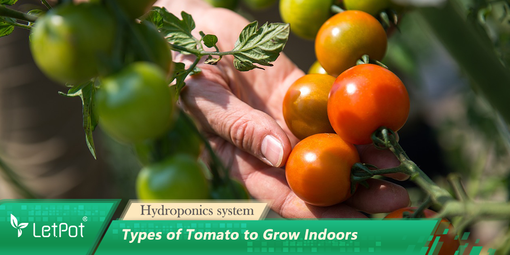 Types of Tomato to Grow Indoors