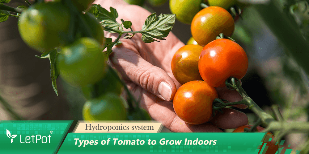 Hand picking ripe hydroponic tomatoes indoors for indoor gardening and plant care