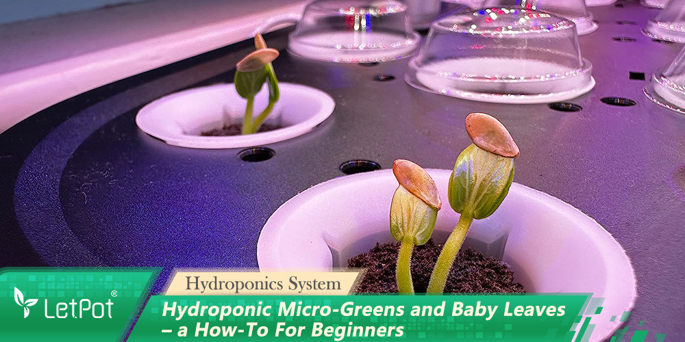 Hydroponic Micro-Greens and Baby Leaves – a How-To For Beginners