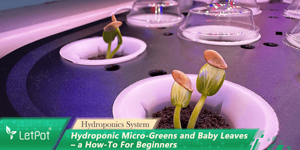 Indoor hydroponic system growing microgreens and baby leaves in a smart gardening setup