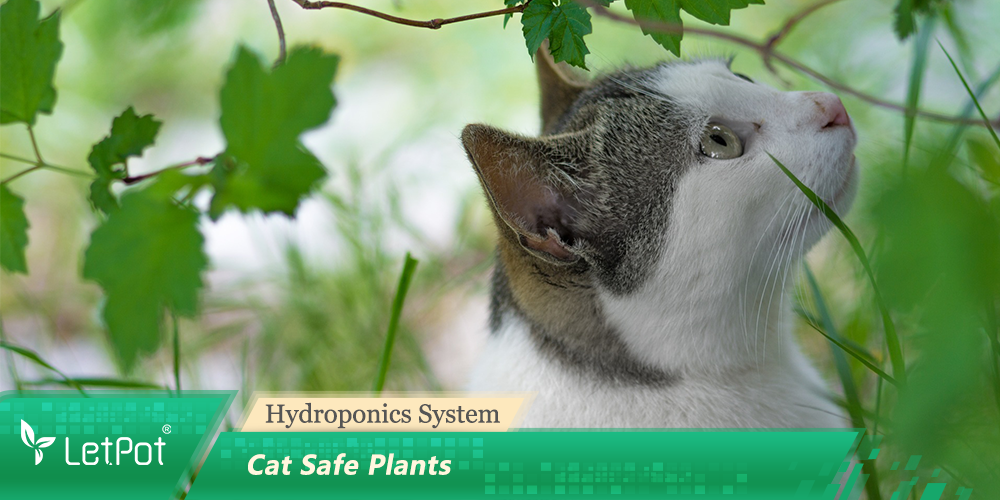 Cat Safe Plants