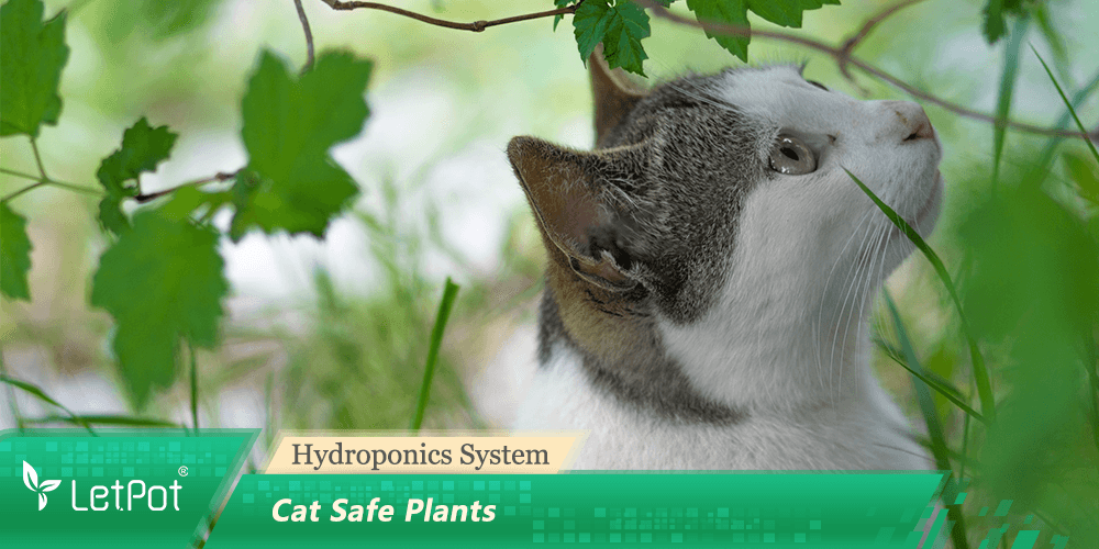 How to grow hydroponic Cat Safe Plants Indoors: A Detailed Guide