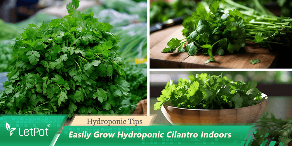 How to grow cilantro hydroponically indoors: A Beginner’s Guide