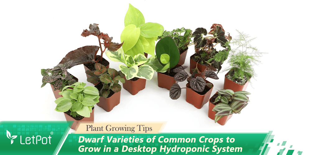 Dwarf plant varieties for desktop hydroponic systems, ideal for indoor gardening and year-round growth