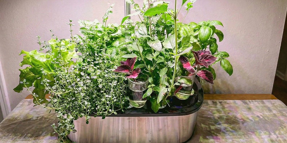 Can You Grow Different Plants Together in a Desktop Hydroponic Grow Kit?