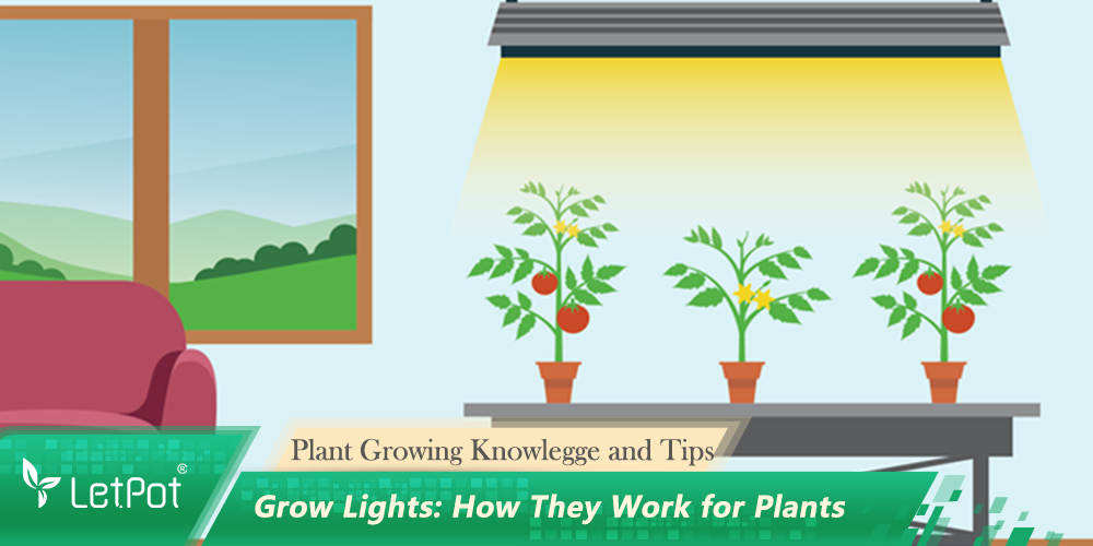 Grow Lights: How They Work for Plants